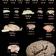 Illustration for article titled The 4 Biggest Myths About the Human Brain